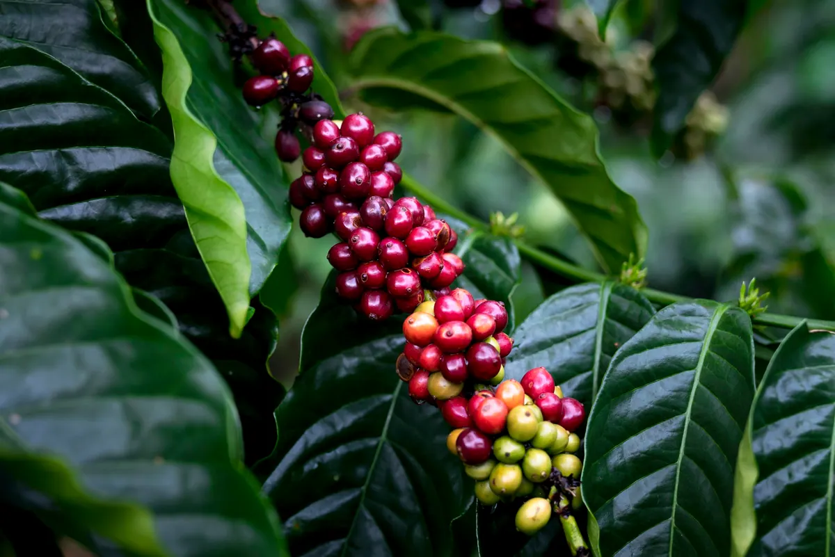 Clusters of red and green coffee cherries ripening on a branch
