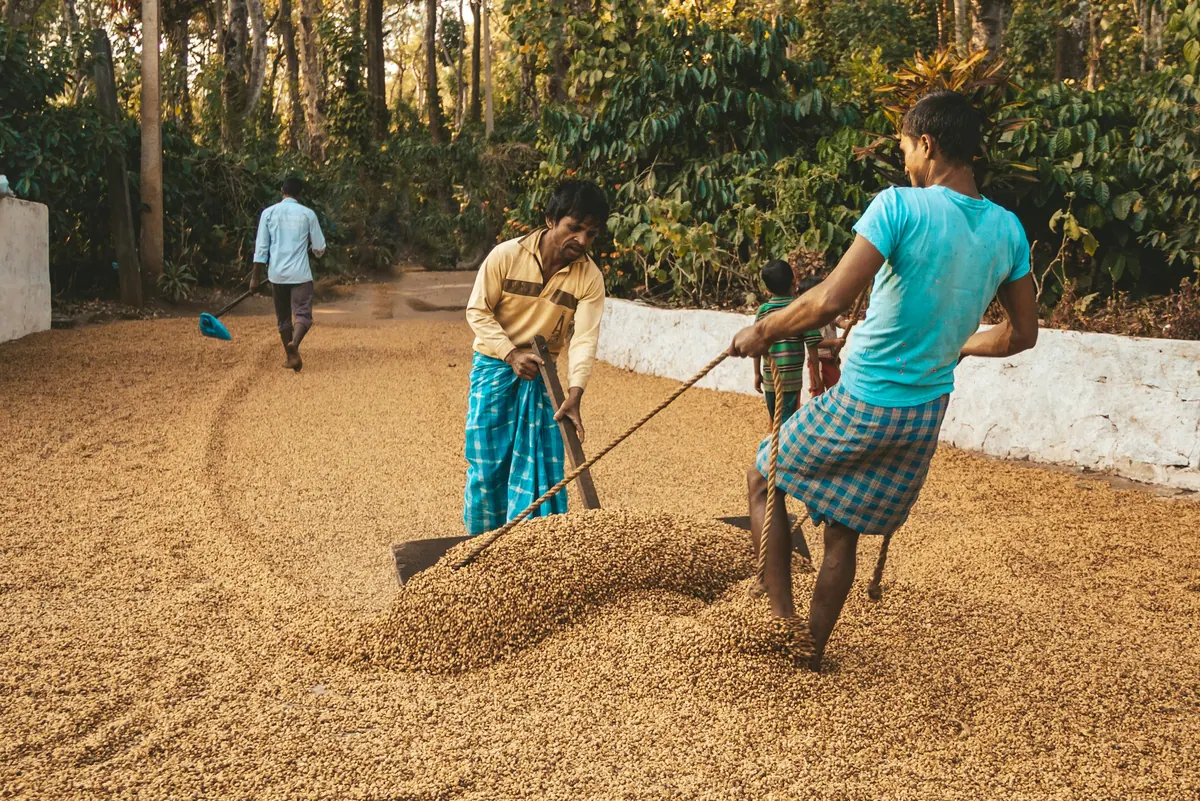 Two workers rake coffee across a drying yard on a South Indian estate