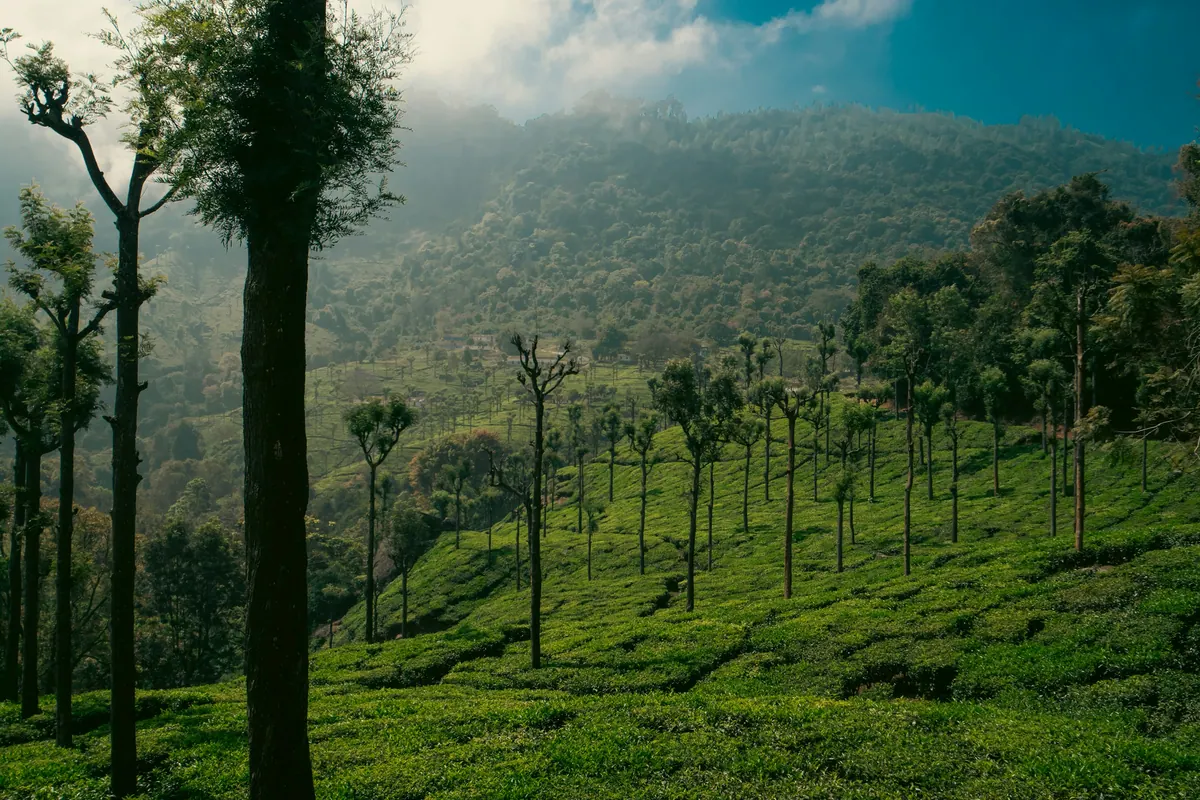 Mist over green hills and tall silver oak trees in the Western Ghats