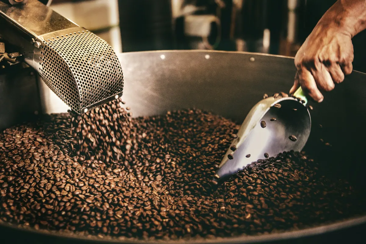 A hand turns freshly roasted coffee beans with a metal scoop in the cooling tray
